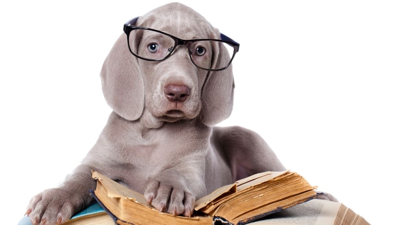 gri Weimaraner