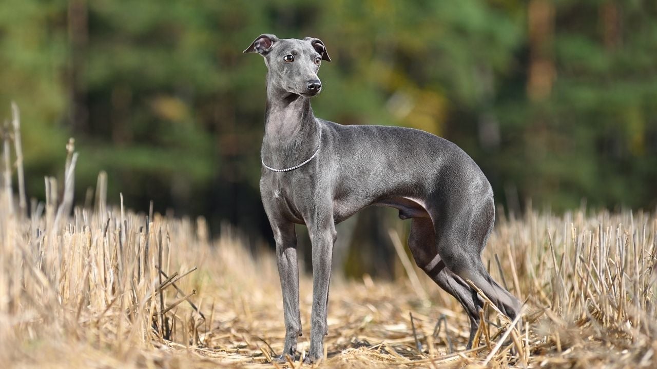gri İtalyan Greyhound