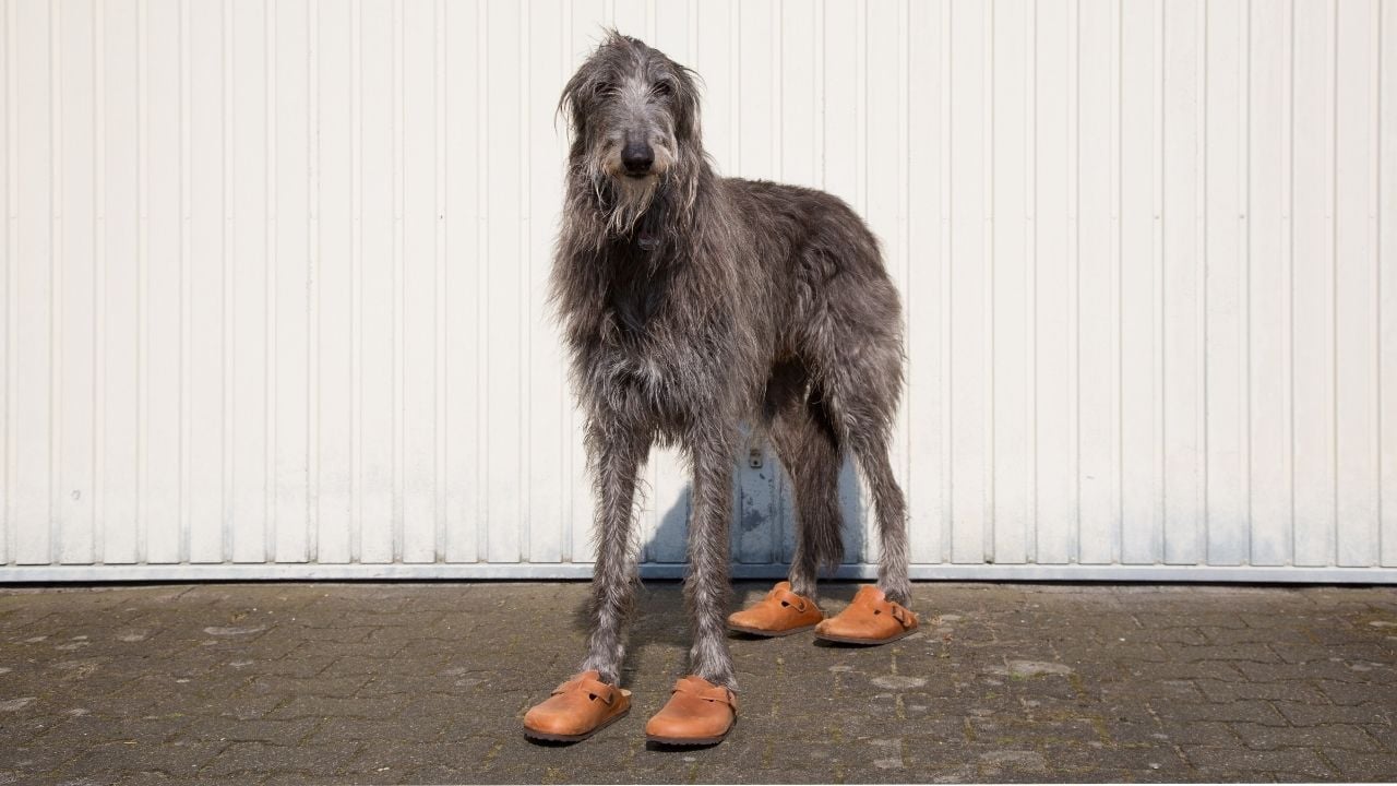 gri Scottish Deerhound