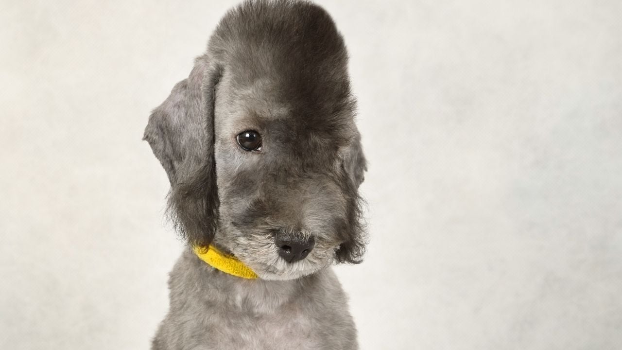 gri Bedlington Terrier