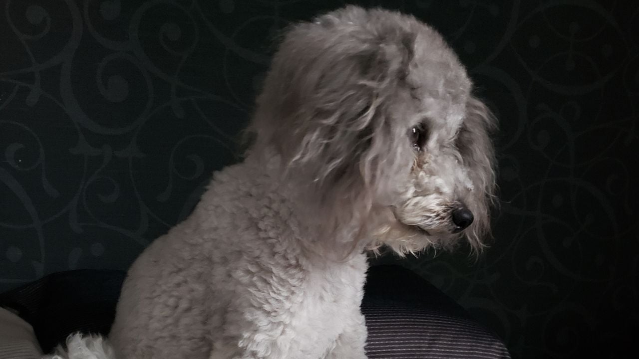 gri Toy Poodle