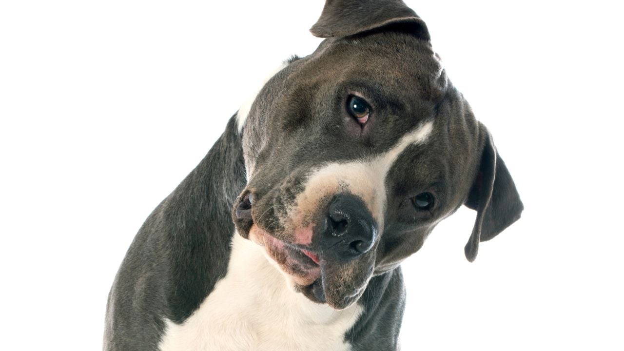 gri American Staffordshire Terrier
