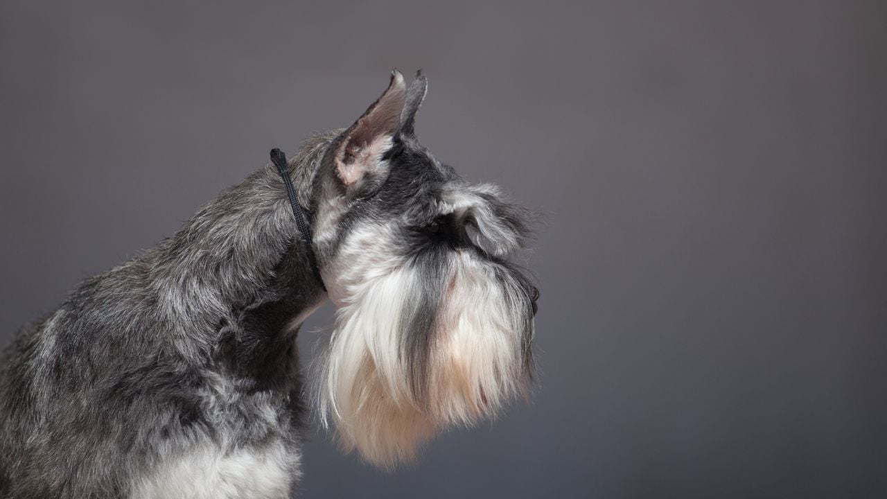 gri Schnauzer (Standart)