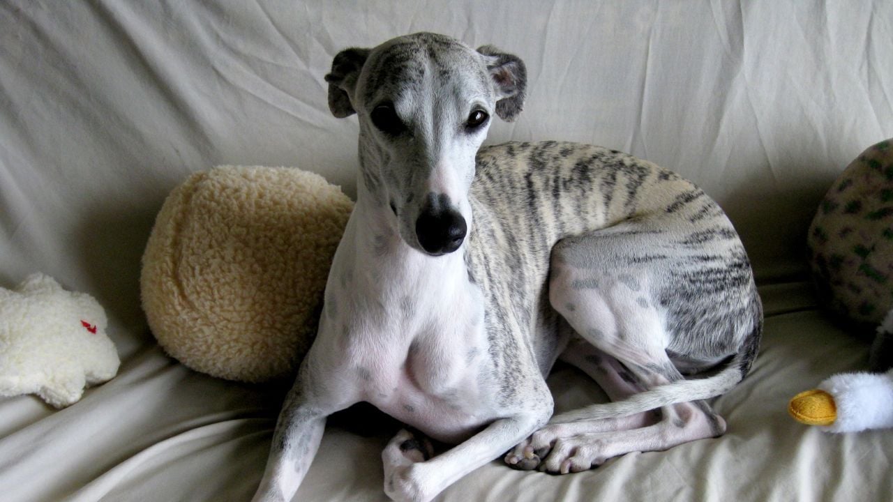 gri Whippet