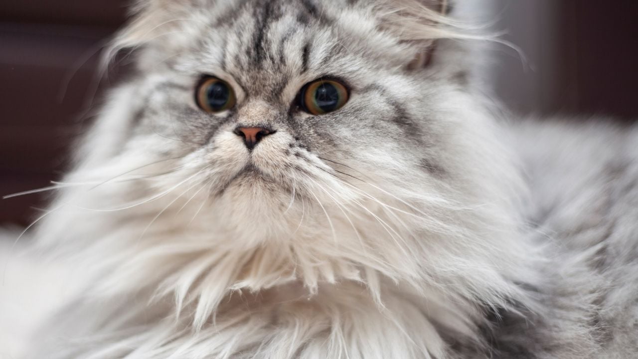 İran Kedisi (Persian)