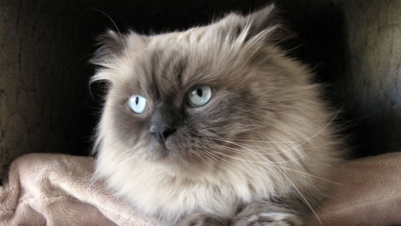 Himalayan Kedisi