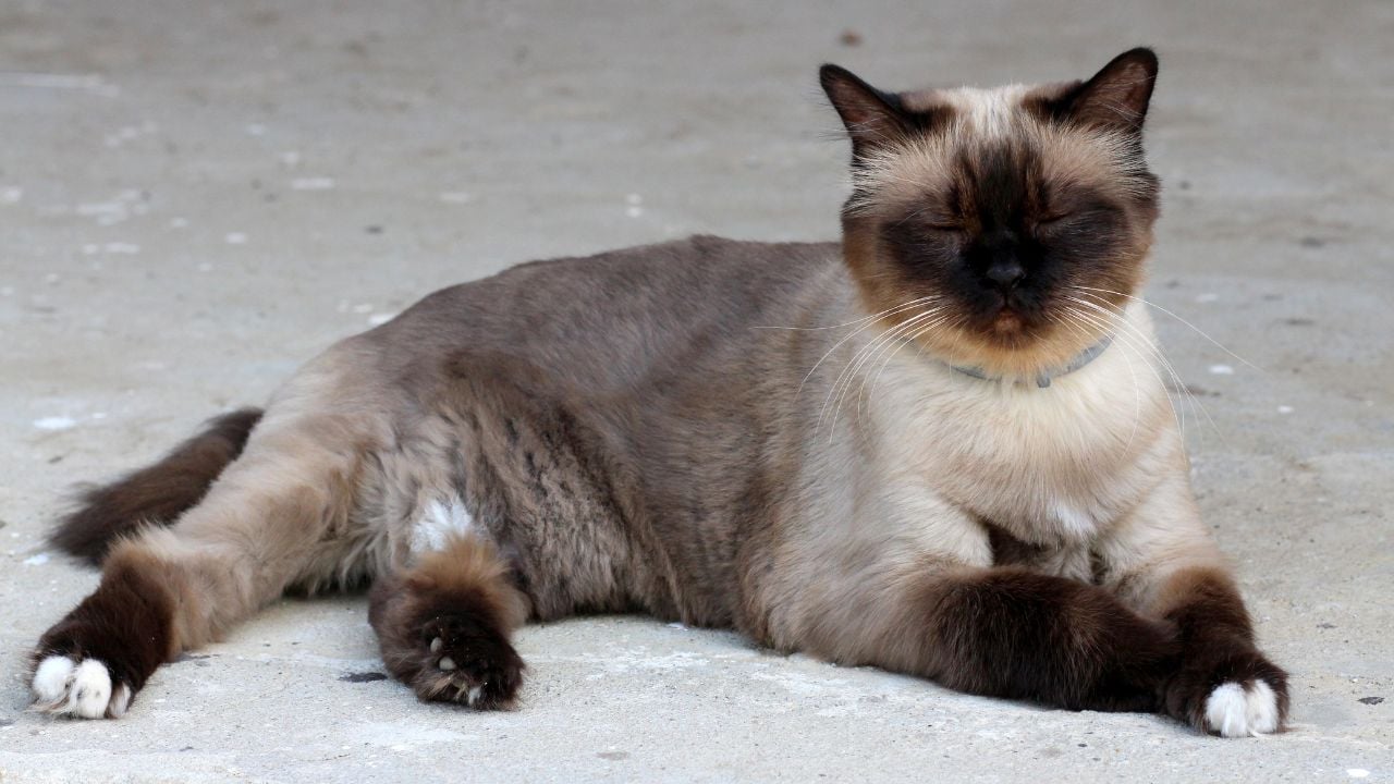 Birman Kedisi