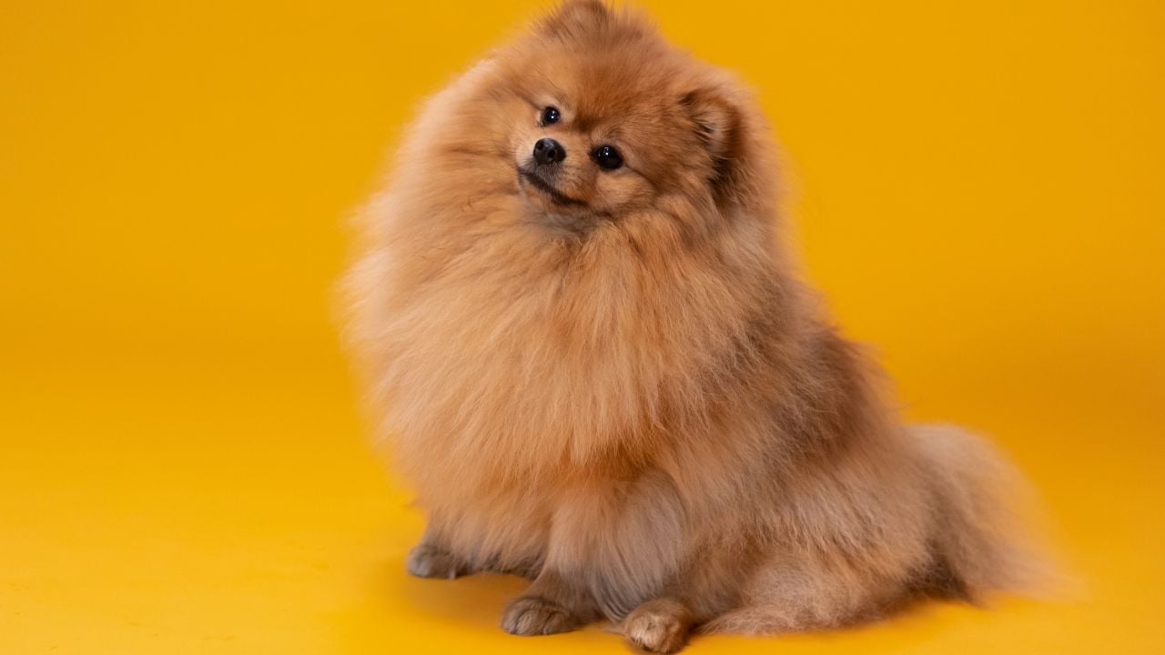 kahverengi pomerian