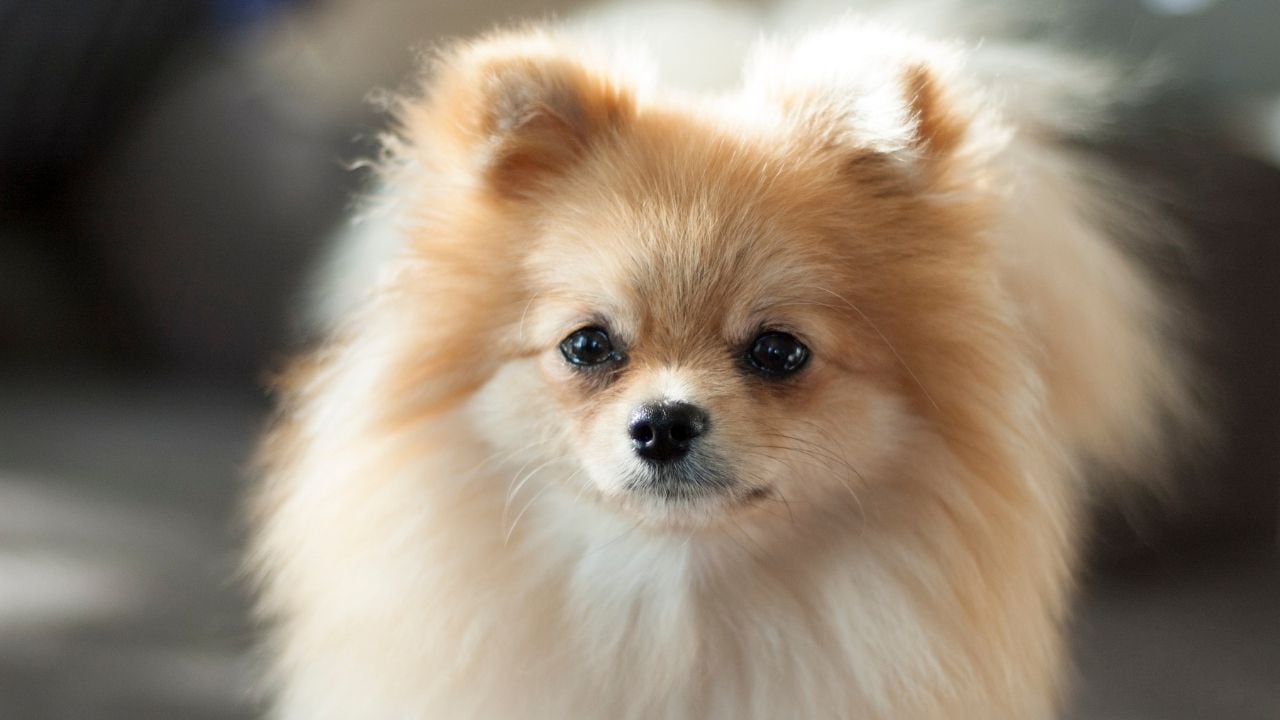 açık renkli pomerian