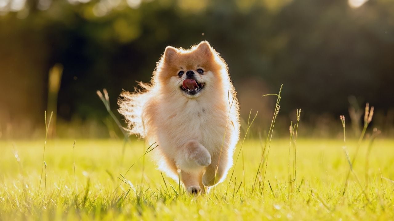 çimende koşan bir pomerian