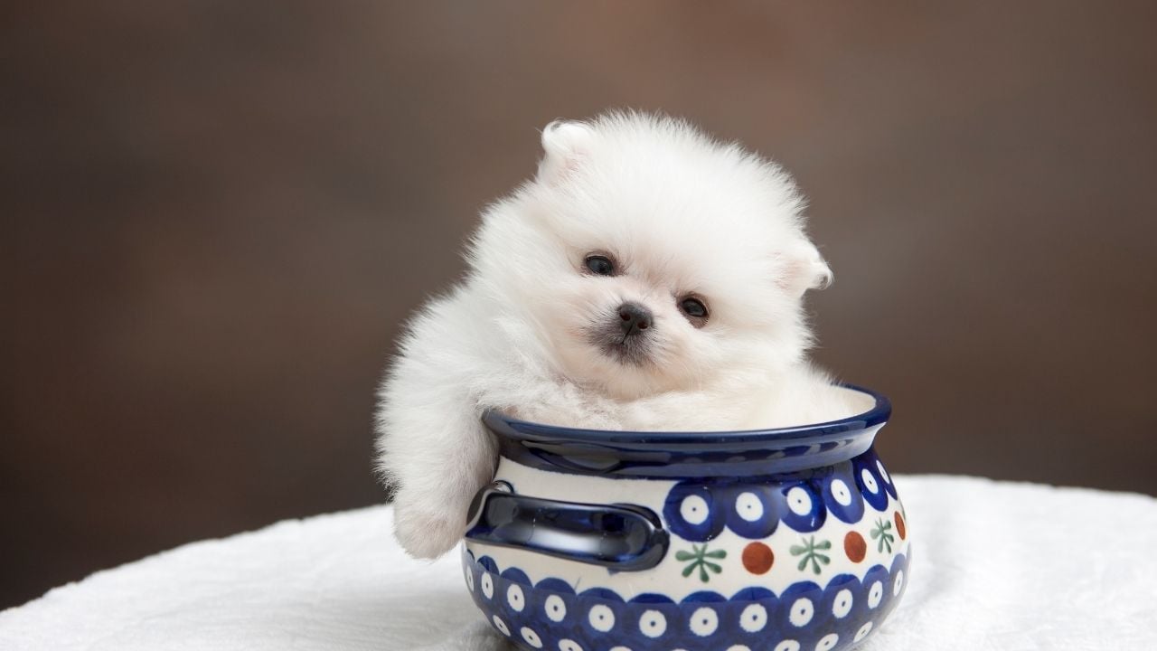 minik beyaz bir pomerian