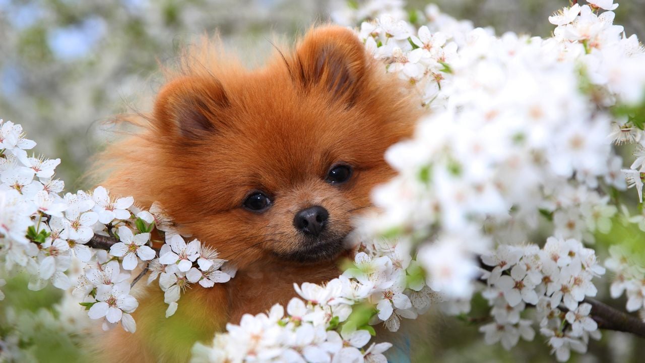 çiçekler arasında bir pomerian