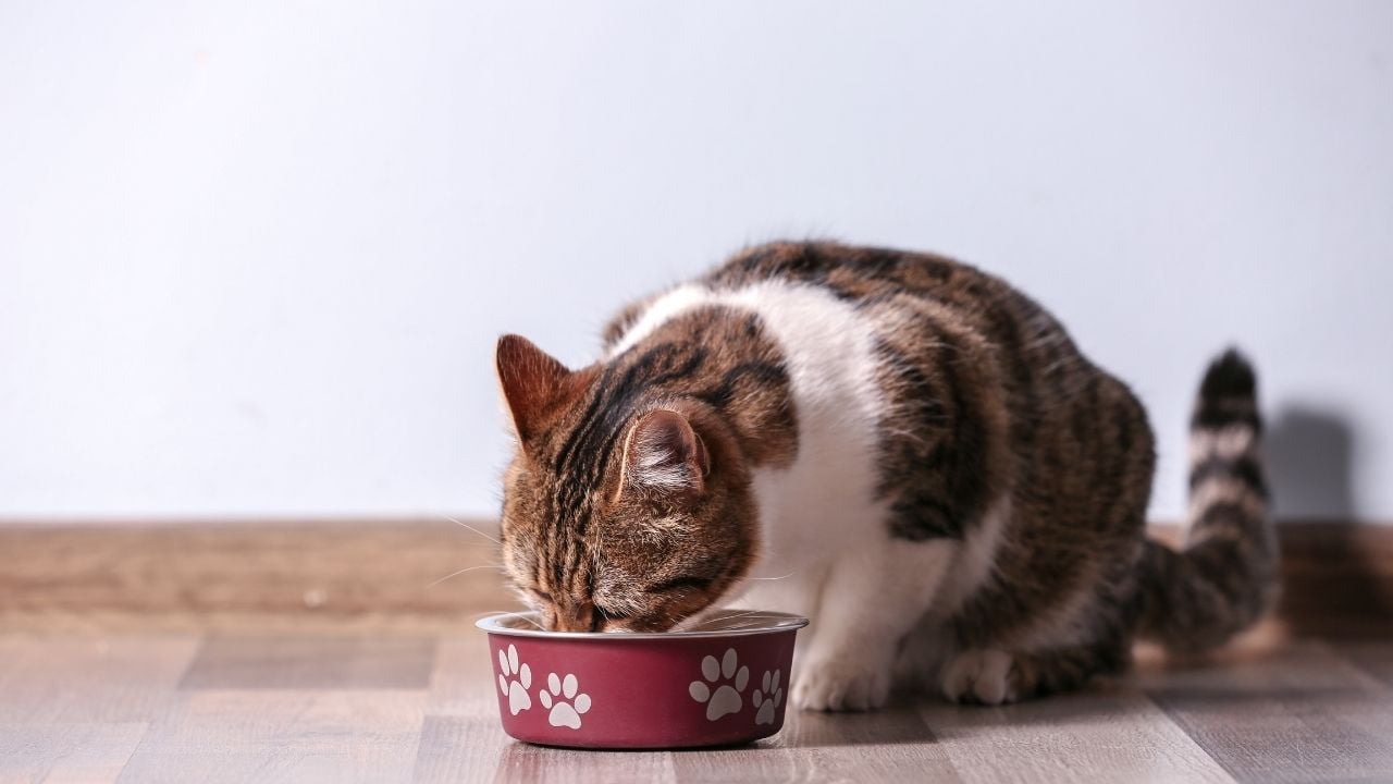 mama yiyen bir kedi