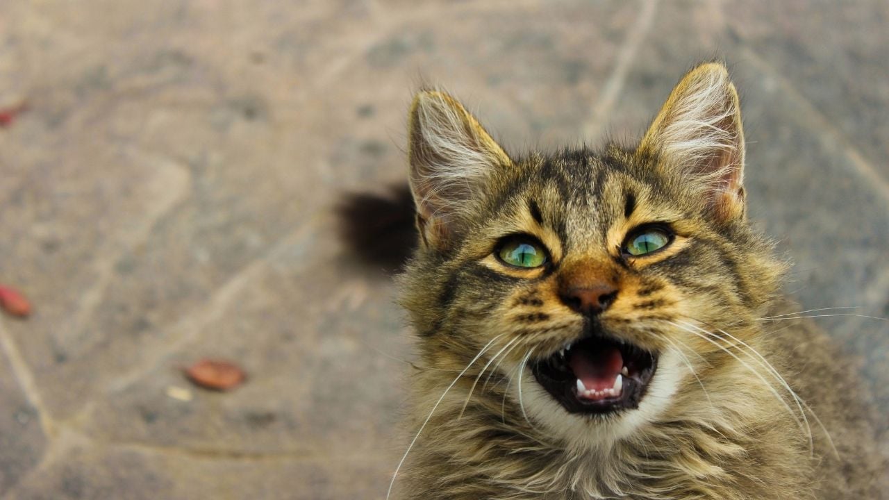 ağzı açık bir tekir kedi