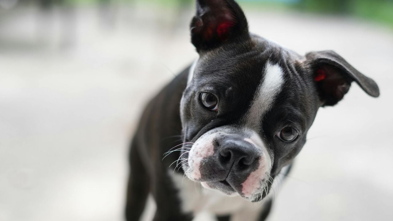 Burnu Basık Köpek Cinslerinden bir köpek