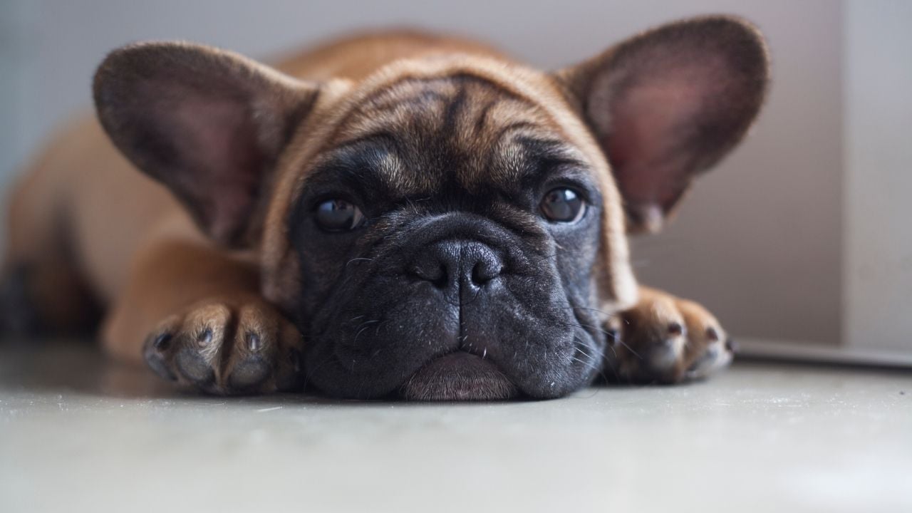 Fransız Bulldog