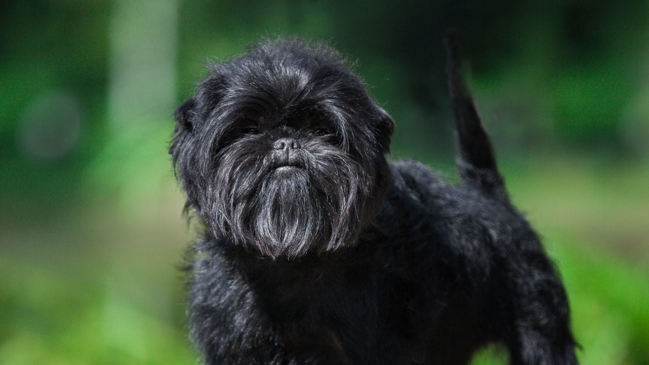 Affenpinscher
