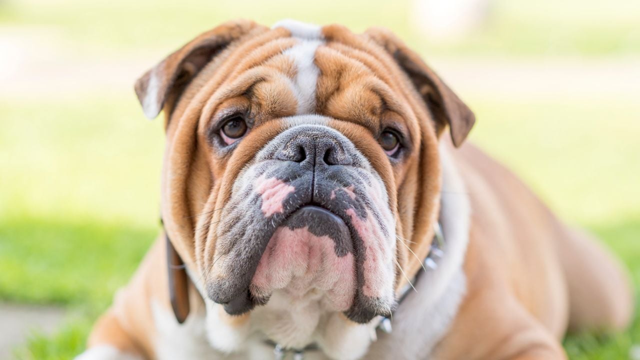 İngiliz Bulldog