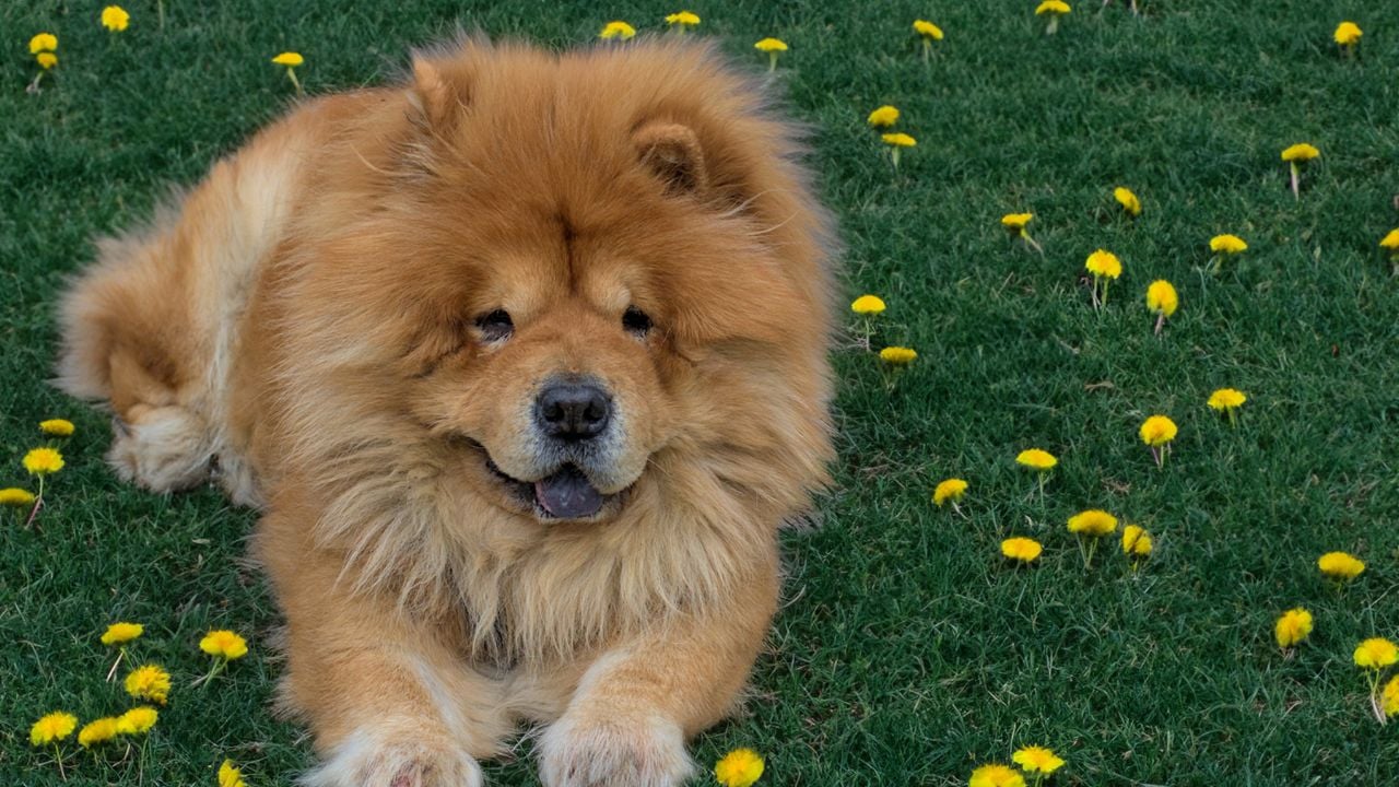 Chow Chow