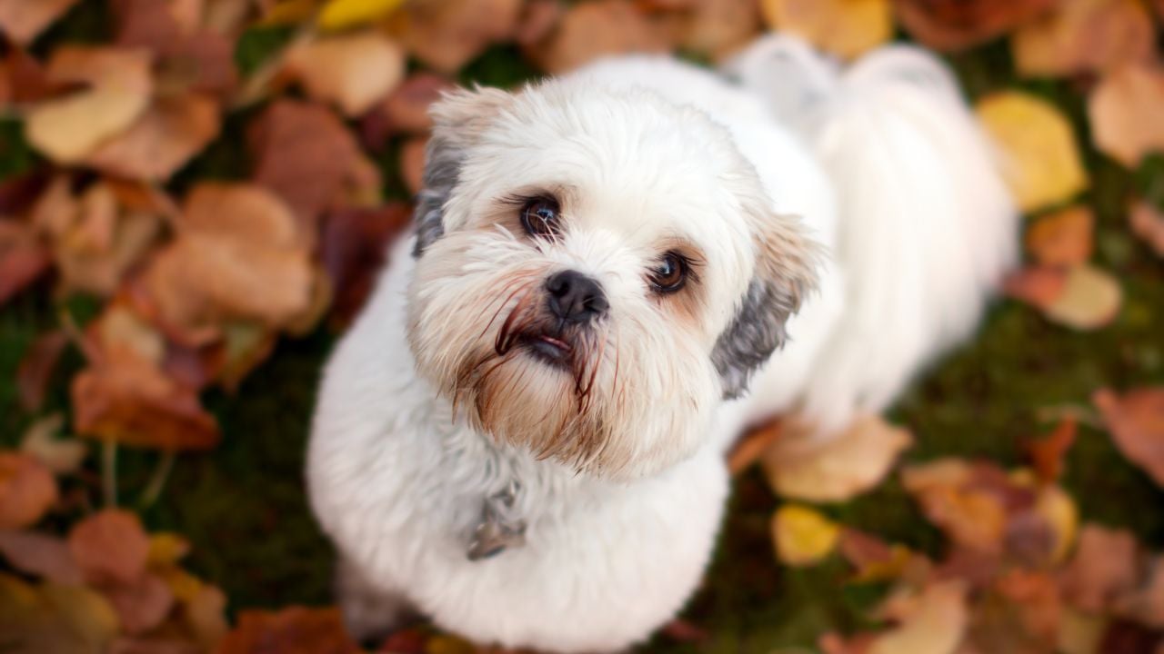 Lhasa Apso