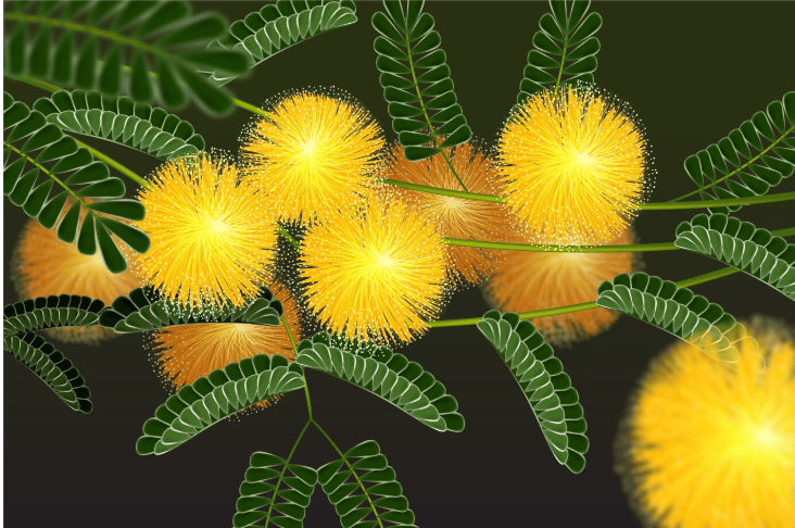 Mimosa pudica leaf