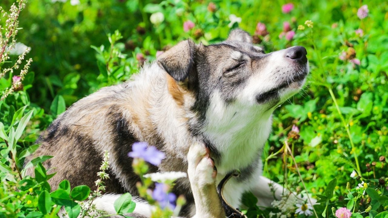 kaşınan bir husky