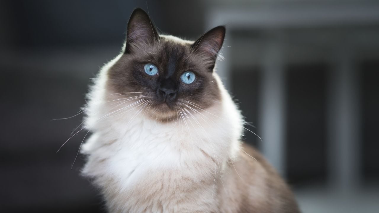 mavi gözlü bir kedi