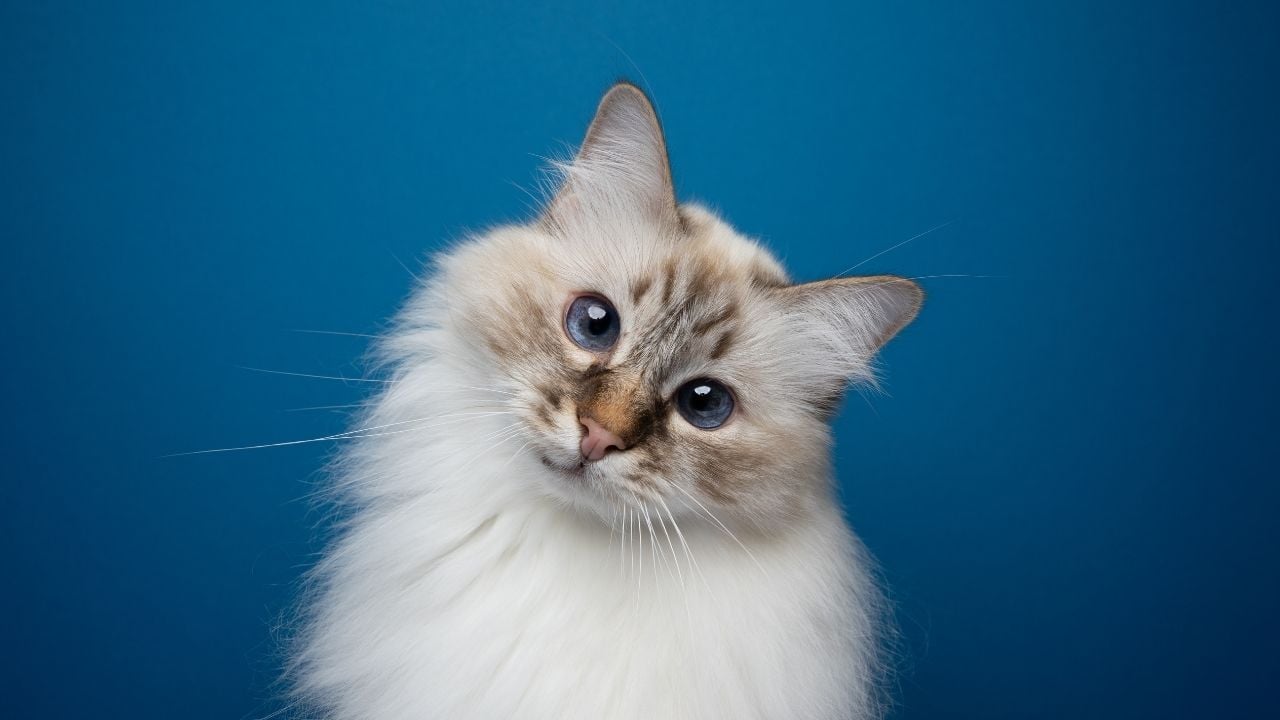 mavi gözlü sevimli kedi