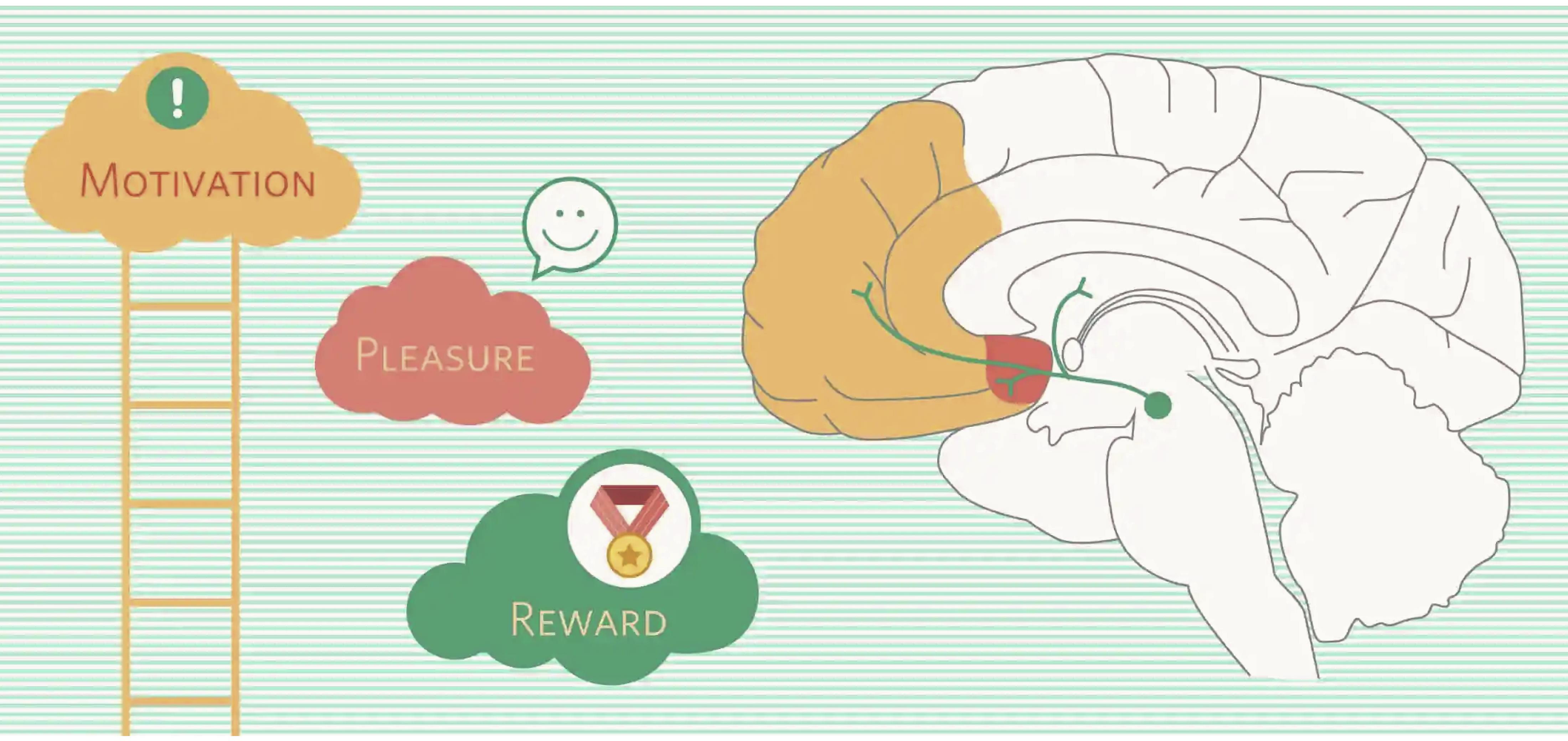 Dopamine reward pathway in a simple form. Source - knowingneurons.com