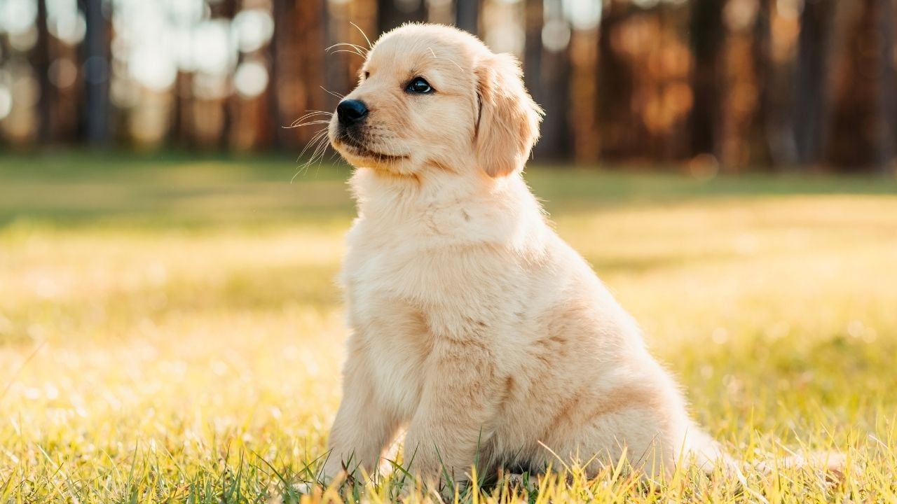 yavru Golden Köpek