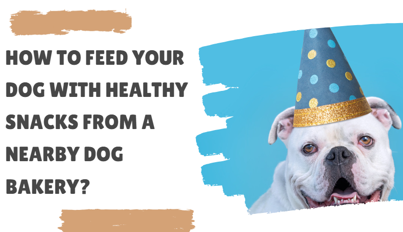 A Beginner’s Guide to Feeding Your Dog Healthy Snacks from a Nearby Dog Bakery