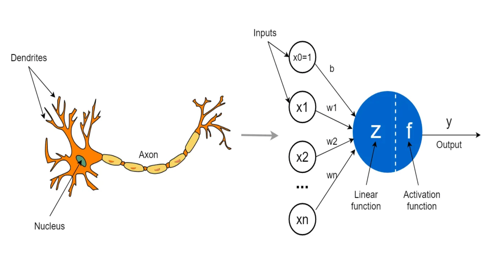 From Systems of Equations to Neural Networks: A Linear Algebra Journey