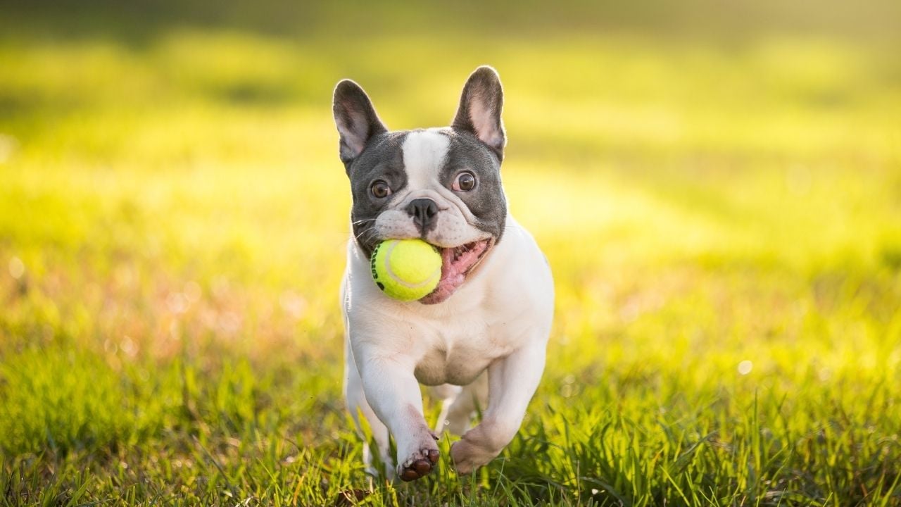 top taşıyan French Bulldog
