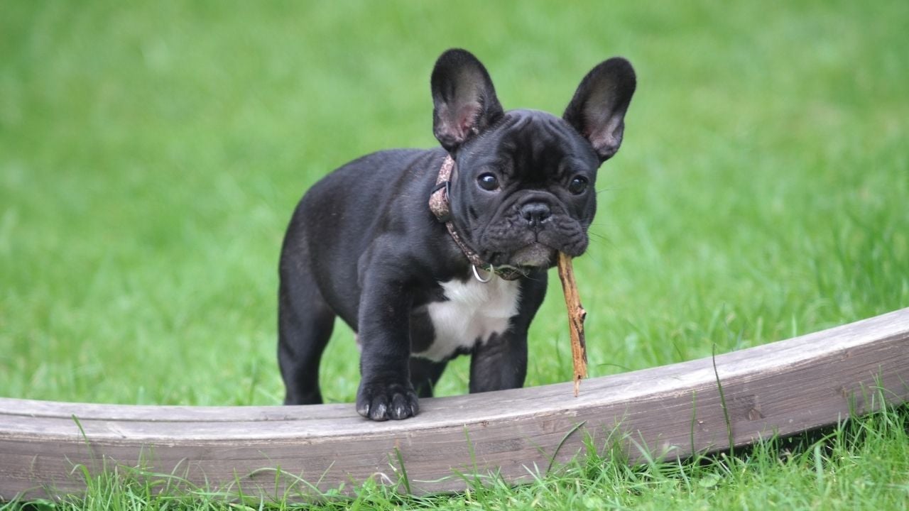 sevimli siyah French Bulldog