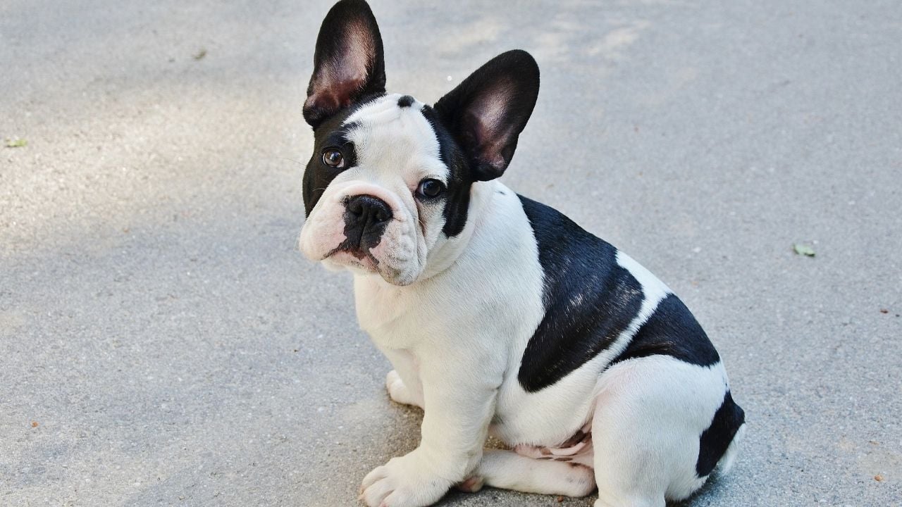 siyah beyaz French Bulldog