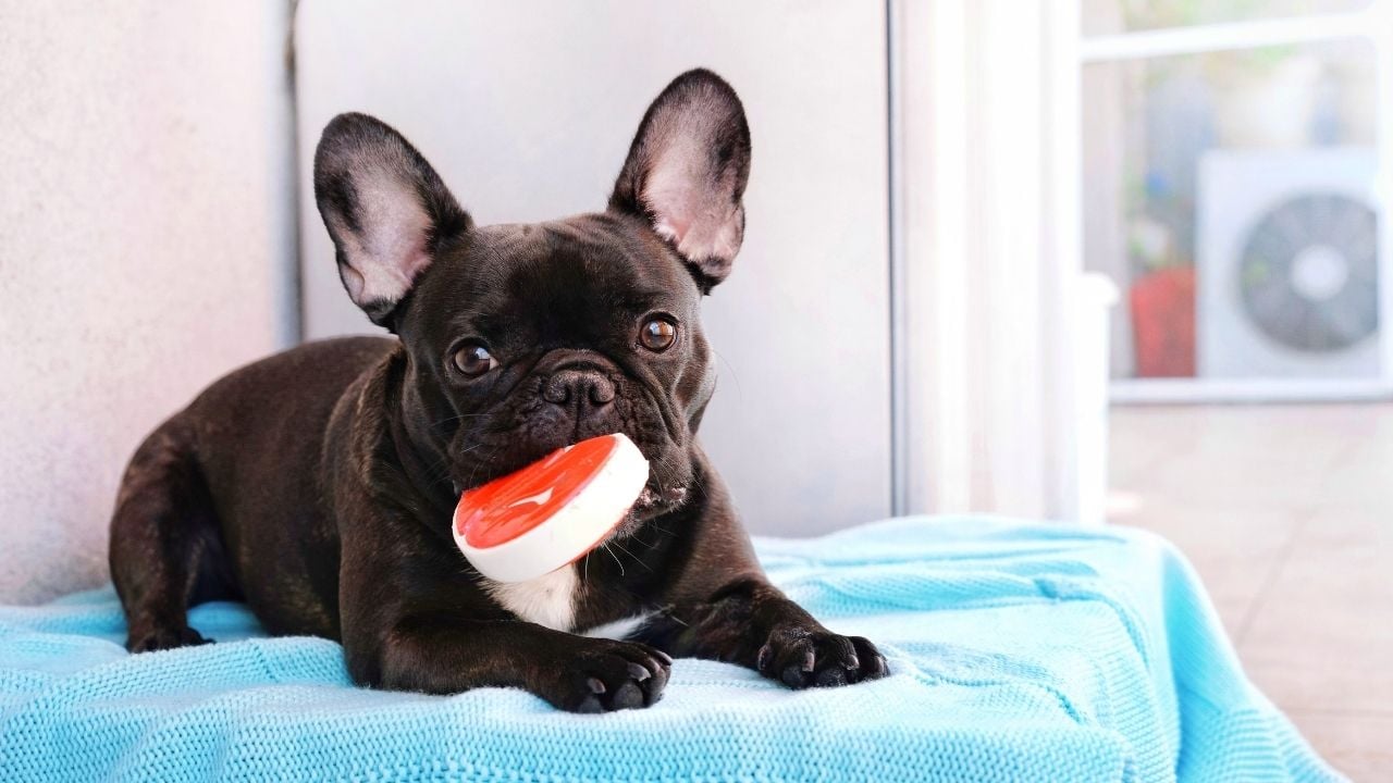yemek yiyen French Bulldog