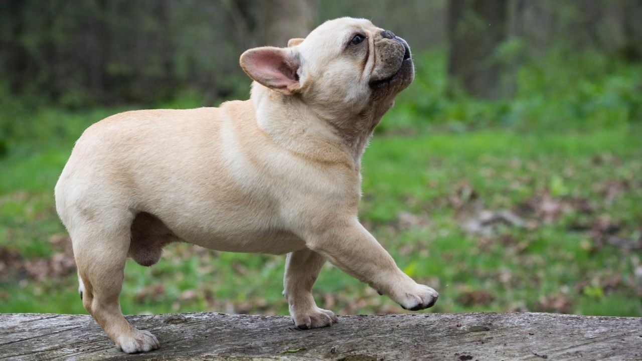 yürüyen French Bulldog