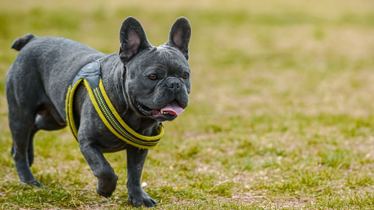 gri renk French Bulldog