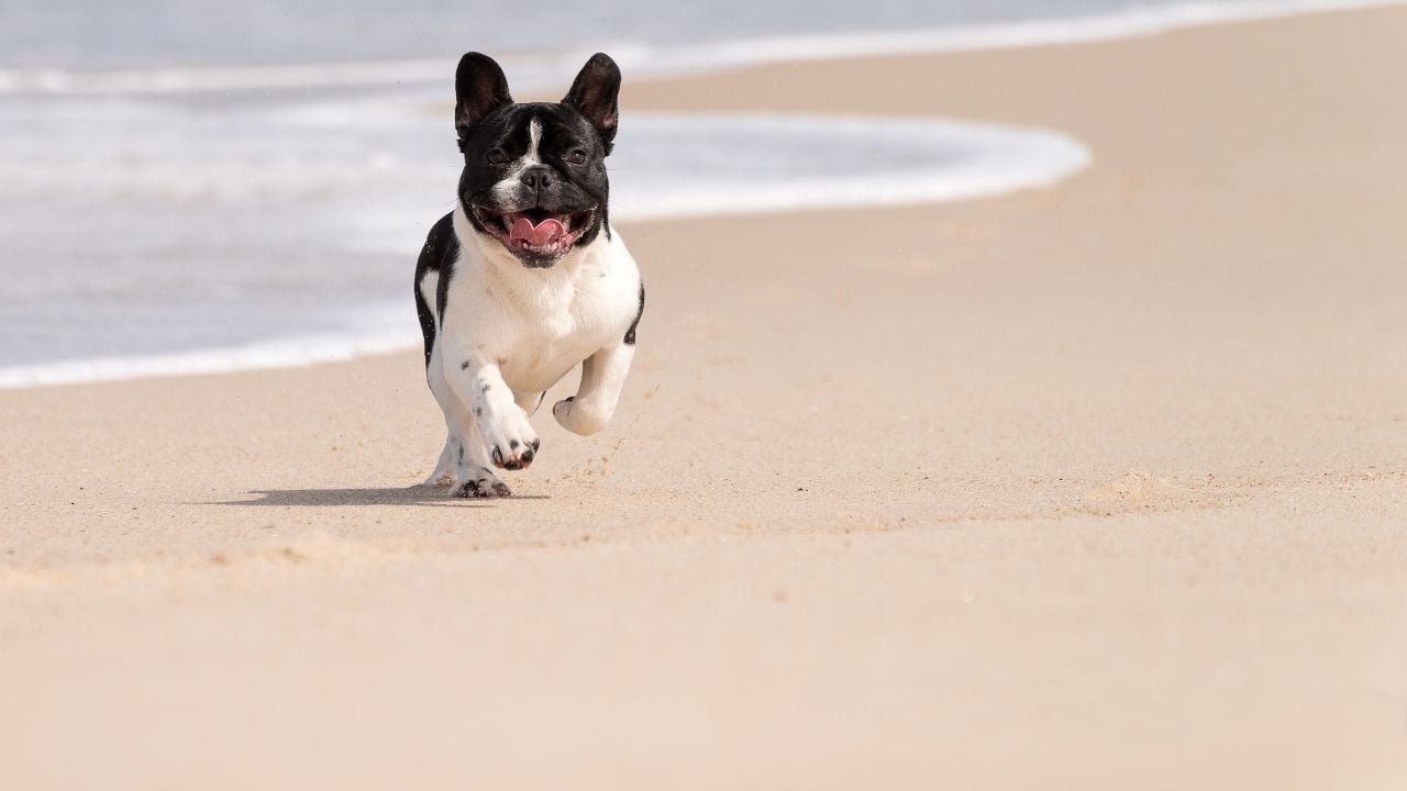sahilde koşan French Bulldog