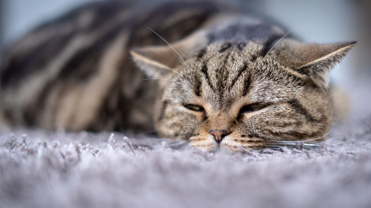 hasta kedi yerde yatıyor