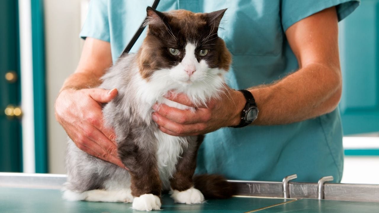 veterinerde bir kedi