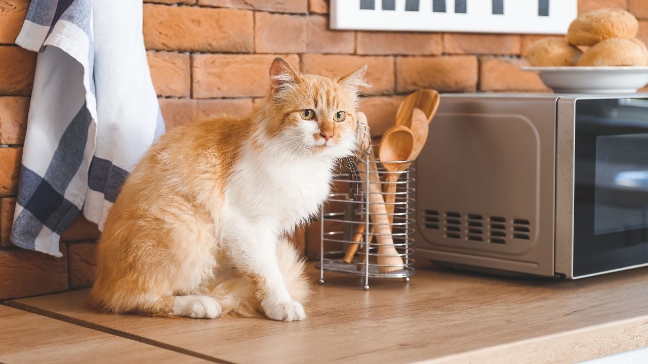 mutfak tezgahına çıkmış bir kedi