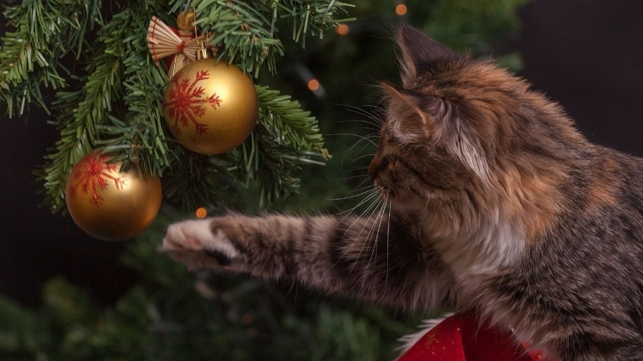 kedi çam ağacı süsleriyle oynuyor