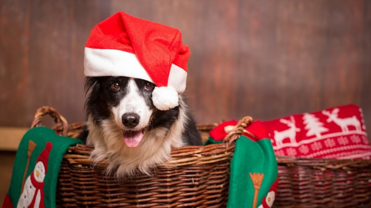 yılbaşı şapkalı köpek