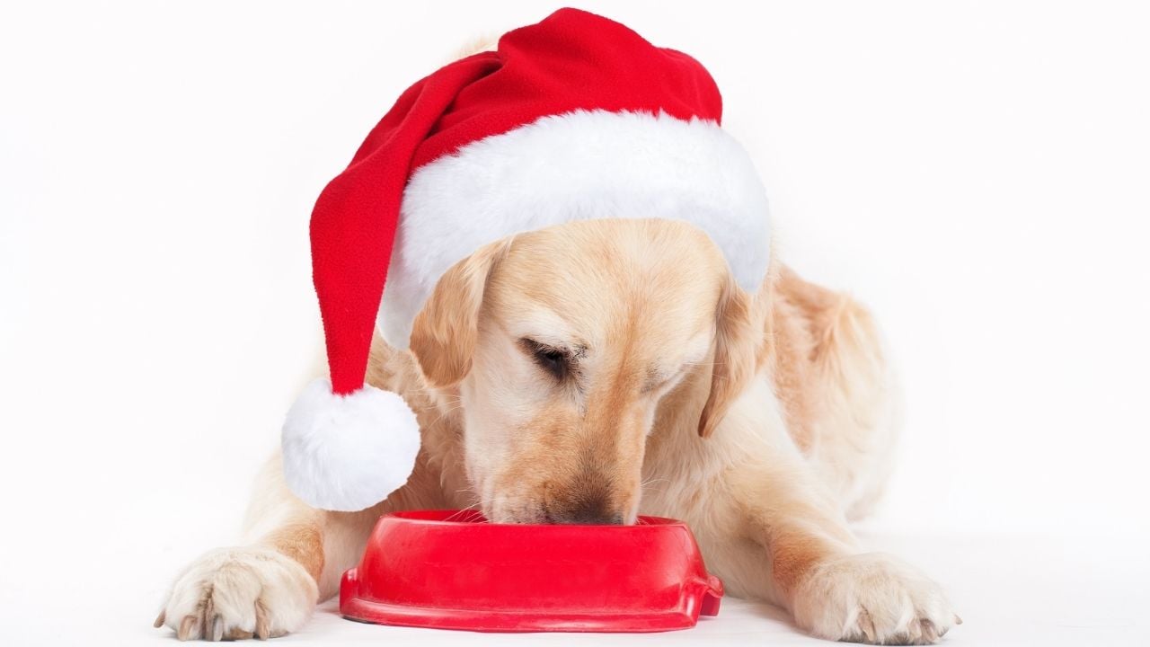yılbaşı şapkalı köpek mama yiyor