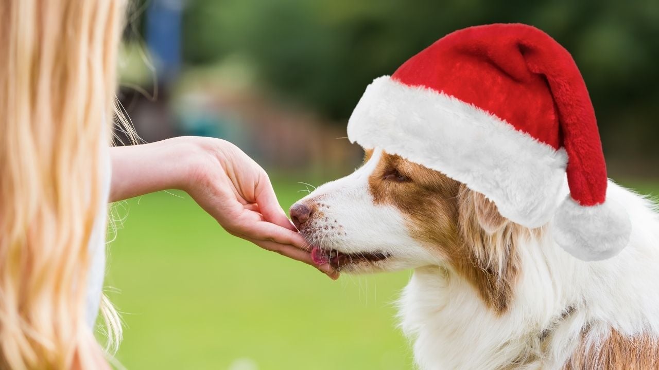 yılbaşı şapkalı köpek ve ödül maması