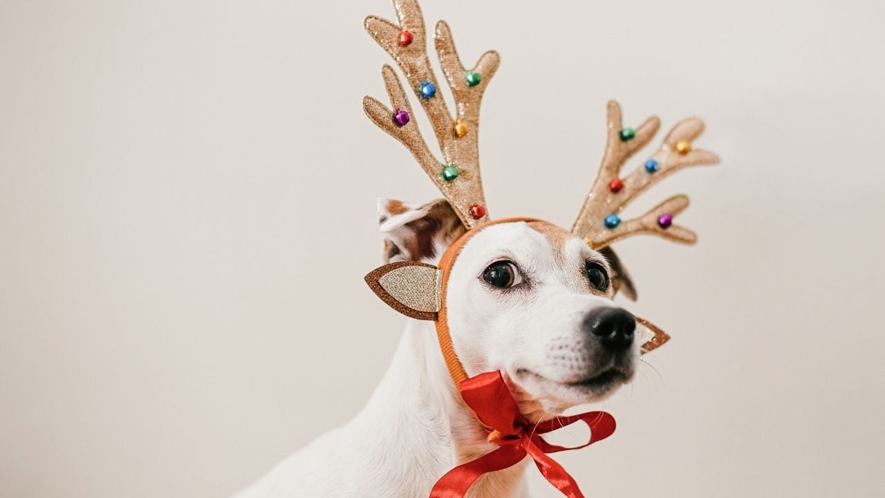 yılbaşı taçlı köpek