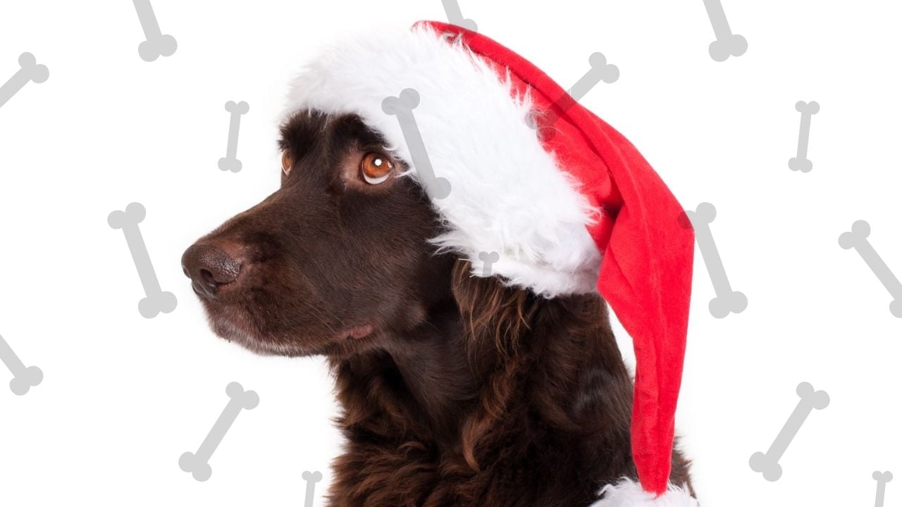 yılbaşı şapkalı köpek ve kemikler