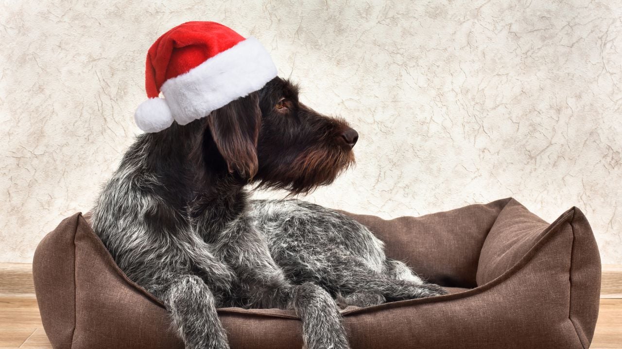 yılbaşı şapkalı köpek köpek yatağında