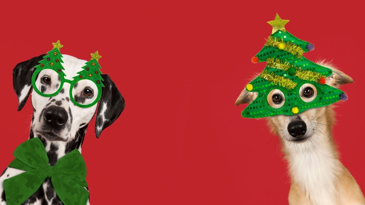 yılbaşı maskeli köpekler